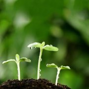 廣西復合肥專用氧化鋅